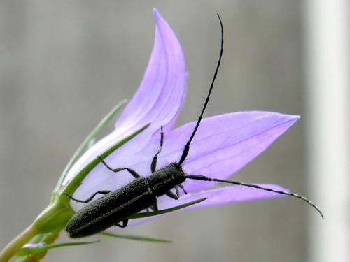 Agapanthia cardui
